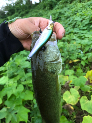 ラージマウスバスの釣果