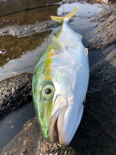 イナダの釣果