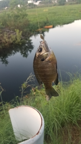 ブルーギルの釣果