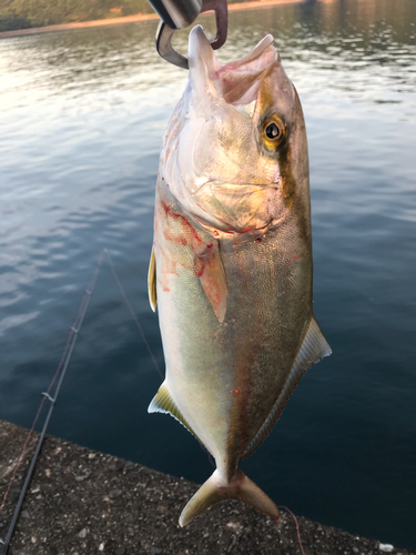 ショゴの釣果