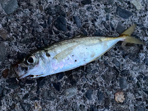 マアジの釣果