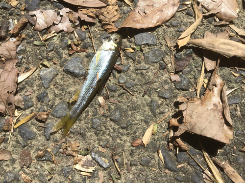 カワムツの釣果