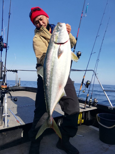 ブリの釣果