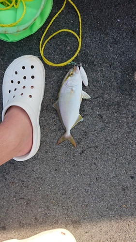 ショゴの釣果