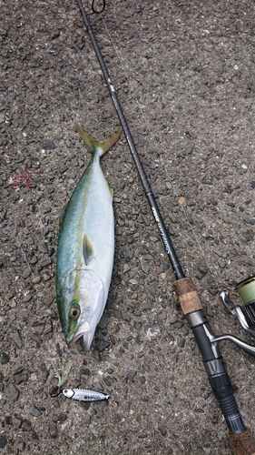 ツバスの釣果