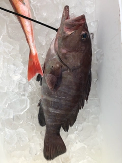 マハタの釣果