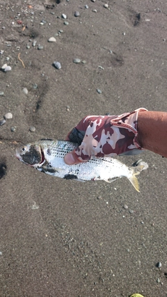 コノシロの釣果