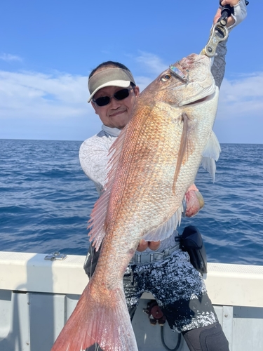 マダイの釣果