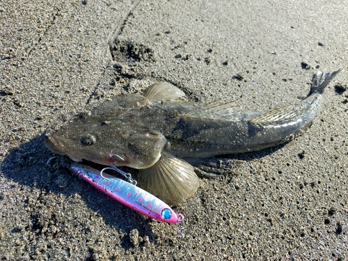 マゴチの釣果