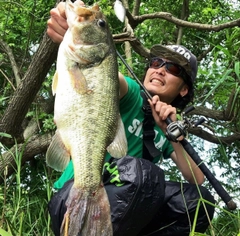 ブラックバスの釣果