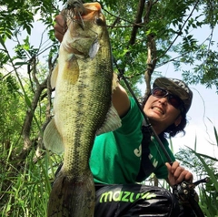 ブラックバスの釣果