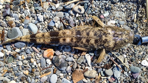 マゴチの釣果