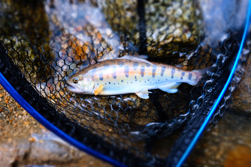 エゾイワナの釣果