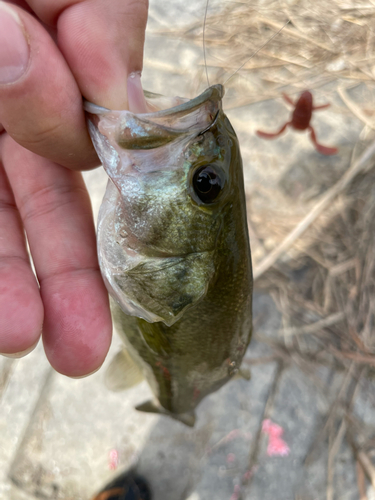 ラージマウスバスの釣果