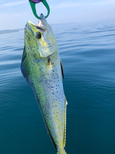 シイラの釣果