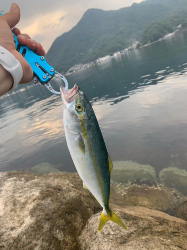 ワカシの釣果