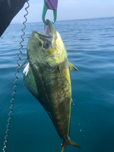 シイラの釣果