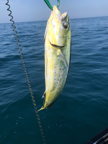 シイラの釣果