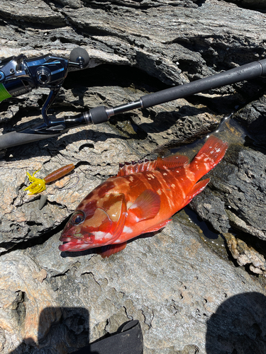 アカハタの釣果