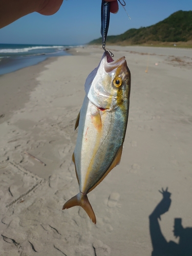 シオの釣果