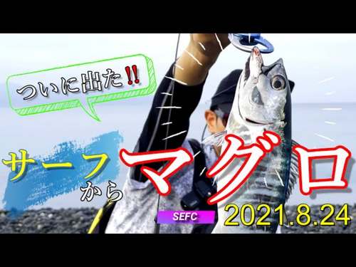 クロマグロの釣果