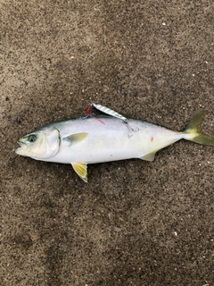 ショッコの釣果