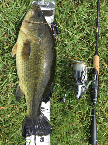 ブラックバスの釣果