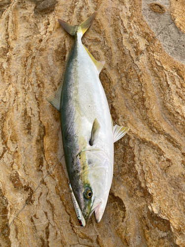 ワラサの釣果