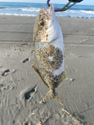 ショゴの釣果