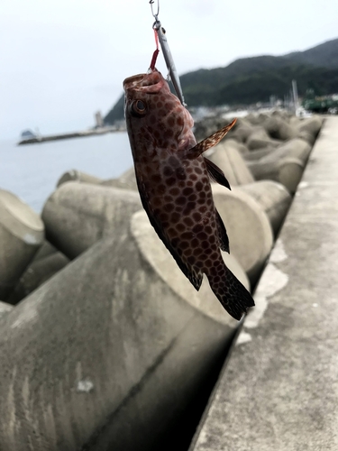 オオモンハタの釣果