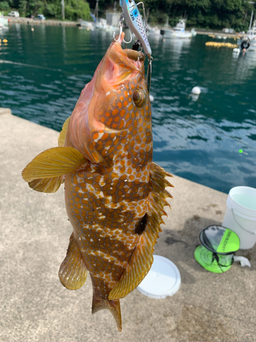 アコウの釣果