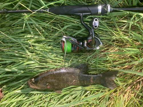 スモールマウスバスの釣果