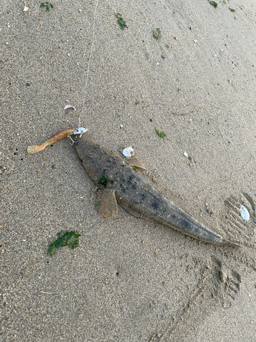 マゴチの釣果