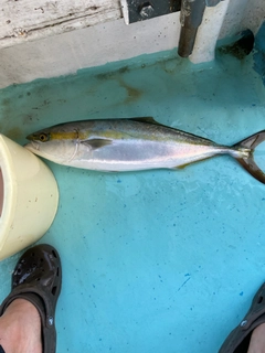ハマチの釣果