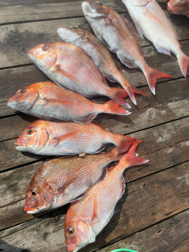 マダイの釣果