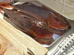 ホウボウの釣果