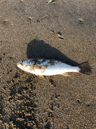 コノシロの釣果