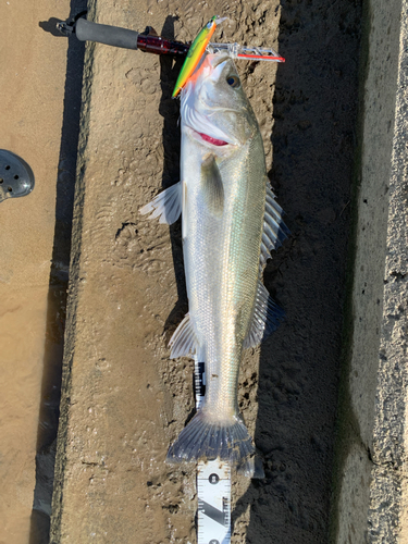 スズキの釣果