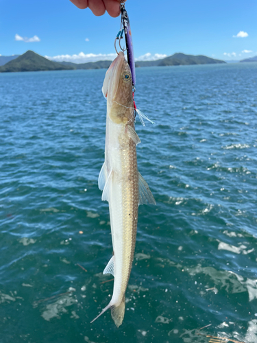 エソの釣果