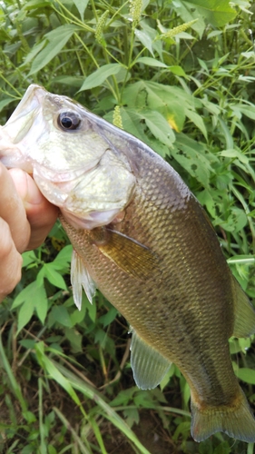 ラージマウスバスの釣果