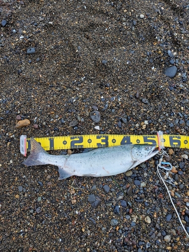 カラフトマスの釣果