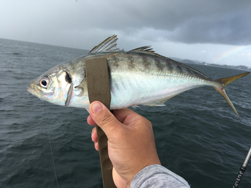 マアジの釣果