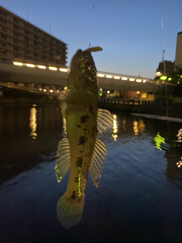 ウロハゼの釣果