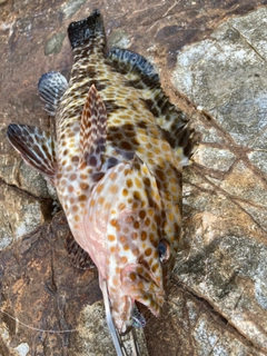 オオモンハタの釣果