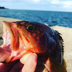 キジハタの釣果