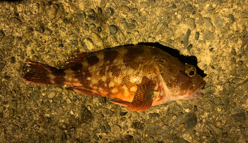 カサゴの釣果