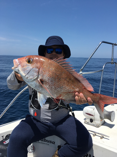 マダイの釣果