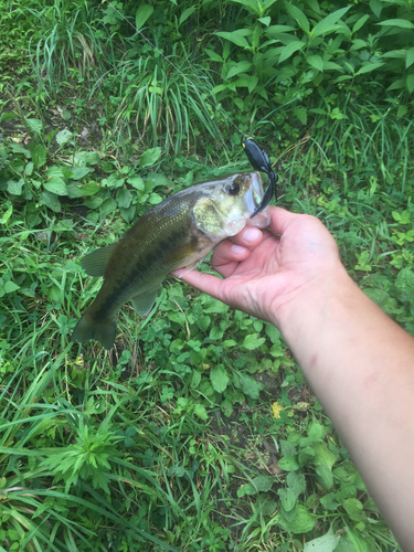 ラージマウスバスの釣果