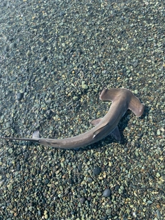 シュモクザメの釣果