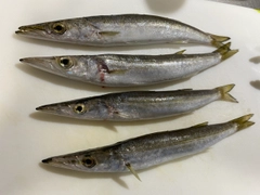 カマスの釣果